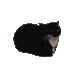 catmaxwell Discord Emoji