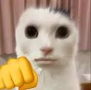 cat_punch