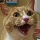 cat_masiveexpresion