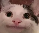 politecat