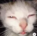 j_cat_misc_high