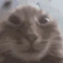 Catemoji CatEmoji Discord Emoji