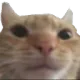 OT_CatStare