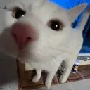 hiomg hiomg