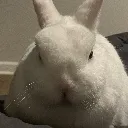 bnuuystare