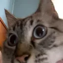 stare