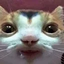 Droolcat