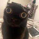 SA_catEyes SA_catEyes