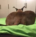 gyat