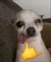 Hund