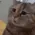 mau