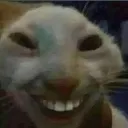 cat_xd Discord Emoji