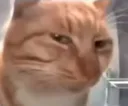 CatSusge