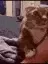CatOverAsk