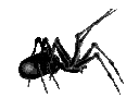 06_spider