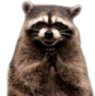raccoon Discord emoji
