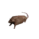 ratSpin