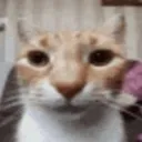 cat_stare