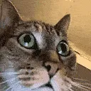 sanecat
