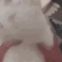 shakeyshakey