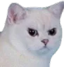 angicat