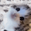 jitten Discord emoji