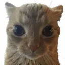 catto_angy