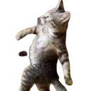 Catwalk catwalk Discord Emoji