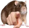 ratpoint