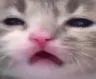 catsneeze
