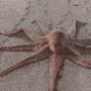 octopustraversal octopustraversal