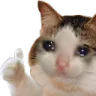 sadcatok
