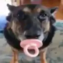 dogpacifier