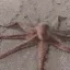 octoposting