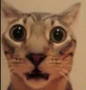 miedo