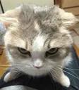 donot