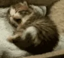 kitty_sleepy