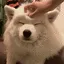 dog_pat