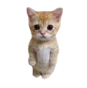 31_kitty