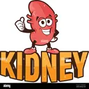 kidney