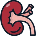 kidney4