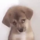 Sadpupeyes