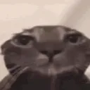 CatWet