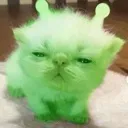 Cat~1 Cat_1 Discord Emoji