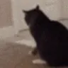 catbuttitchrun