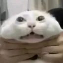 car_under_attac