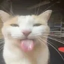 Silly