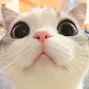 cat_stare