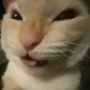cat_evil cat_evil