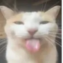 cat_silly